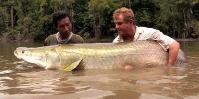 Arapaima 400.jpg